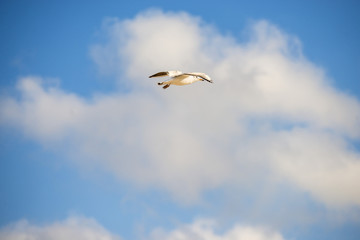 black headed gull flying deep over the beach