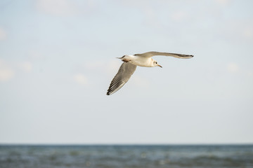 Fototapeta na wymiar black headed gull flying deep over the beach