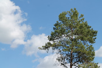 Arbre