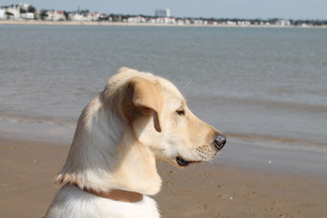 Chien