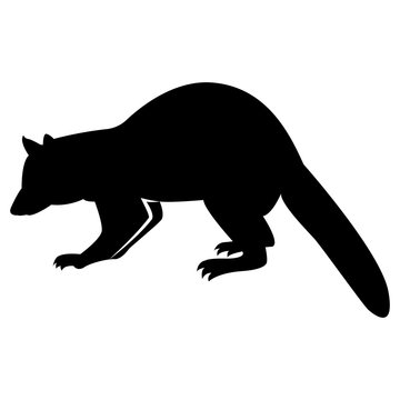 Vector image of silhouette of a raccoon on a white background