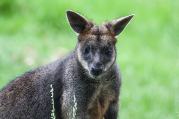 Cure Joey in Grassfield