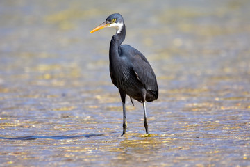 Reef Heron