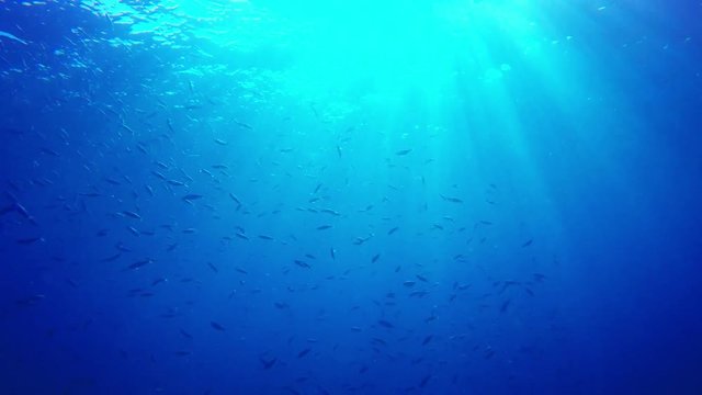 Underwater video clip of ocean surface, sunlight and fish