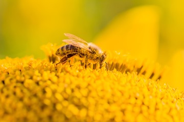 Makro Honig Biene sammelt gelbe Pollen auf Sonnenblume in Natur. Das Tier sammelt Nektar, sitzt auf Blume und bestäubt Blütenstaub in der Sommer Sonne. Wichtig für Umwelt Ökologie gegen Klimawandel