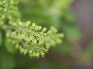 Holy basil is a herb used for cooking