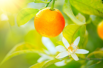 Ripe oranges or tangerines hanging on a tree. Organic juicy orange growing in sunny orchard
