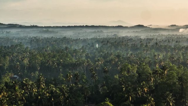 Timelapse of a forest in Sri Lanka. 4k footage.