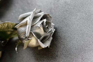 silver rose on silver metallic background, place for text 