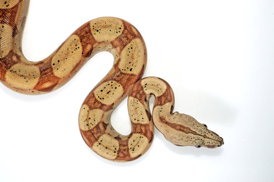 Abgottschlange (Boa constrictor) - red-tailed boa