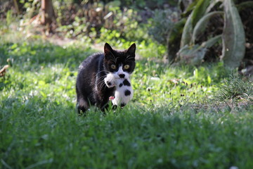 Mother cat carrying her kitten.