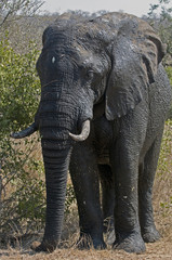 african elephant,loxodonta africana,wild;bush;south africa