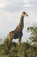 giraffe,giraffa camelopardalis,wildlife;bush;botswana;africa
