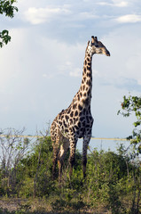 giraffe,giraffa camelopardalis,wildlife;bush;botswana;africa