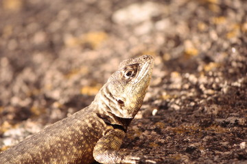 lizard