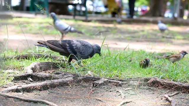 ove pigeon bird walking on the nature ground with ambient sound 