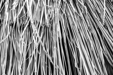 Thatched roof texture