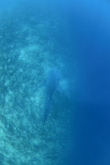 Big Whale Shark Swimming in Clear Waters of Maldives