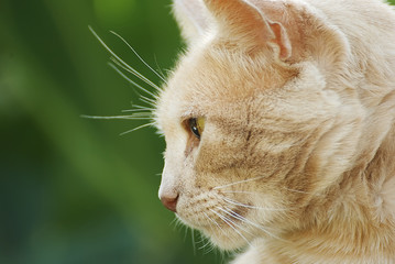 Portrait of an orange cat outside in summer with a beautiful background 