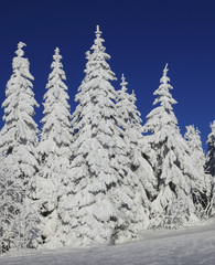 snowcovered trees in the montains of Fichtelgebirge, Frankonia, Bavaria, Germany