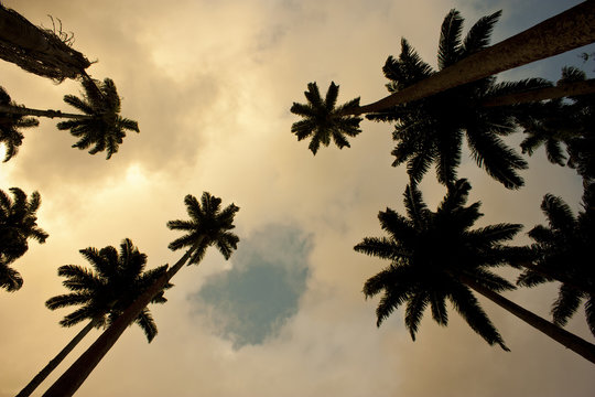 palm plongee