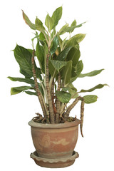 Tree decorations in pots on white background with clipping path.