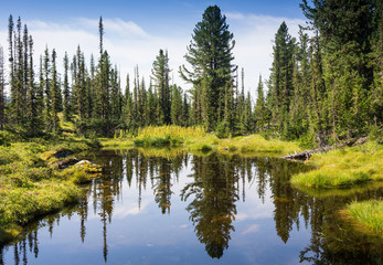 Fototapeta premium evergreen fir-trees are reflected in lake