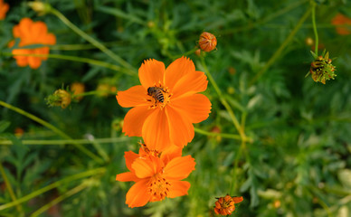 A bee is harvest the food from orange flower in evening.