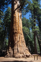 Giant tree President in Sequoia NP in California in the USA
