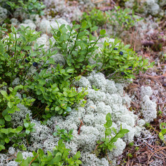 white moss close-up, in the forest