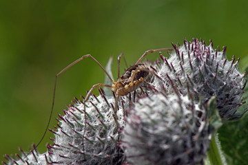 Spider on a thistle