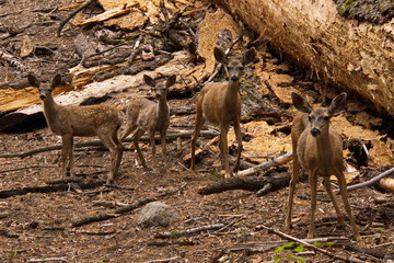 Fawns in Sequoia NP in California in the USA
