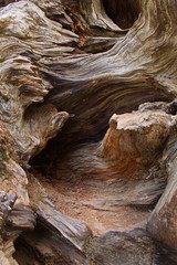 Detail of a giant tree in Sequoia NP in California in the USA
