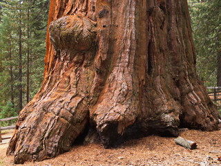 Giant tree in Sequoia NP in California in the USA

