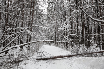 Winter snow-covered forest. The fallen tree blocked the road