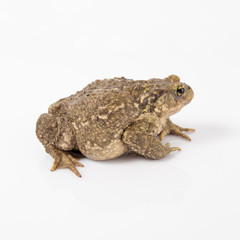 Common toad or European toad, Bufo bufo, in front of white background.