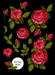 Set of red roses and elements for your design. Vector illustration.
