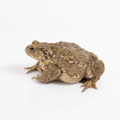 Common toad or European toad, Bufo bufo, in front of white background.