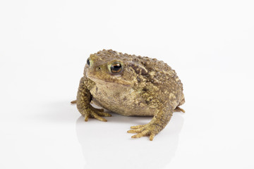 Common toad or European toad, Bufo bufo, in front of white background.