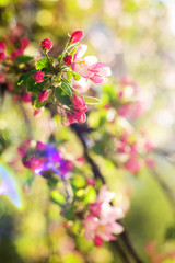 Fototapeta na wymiar apple tree in bloom