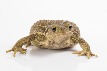 Common toad or European toad, Bufo bufo, in front of white background.