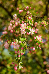 apple tree in bloom