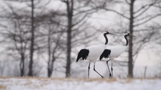 4k video of Beautiful Dancing and flying Red-crowned crane bird from kushiro hokkaido japan in winter season , Courting animal behavior