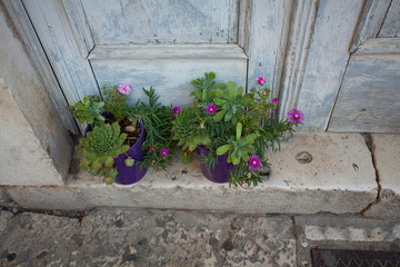 Naklejka premium succulent flowers growing