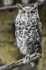 Naklejka premium eagle owl 