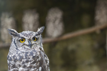 eagle owl 