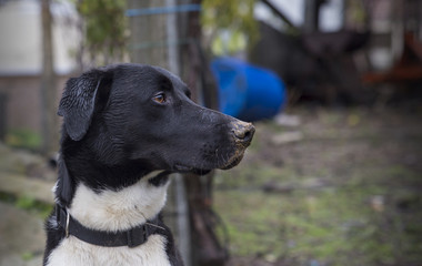 Black and white dog, hunting dog.