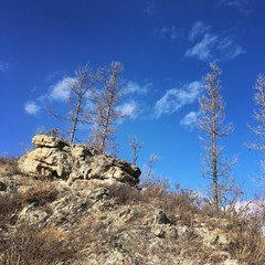 деревья на вершине горы