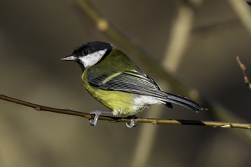Great tit on a branch