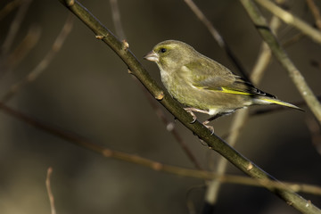 Greenfinch perched on a Branch